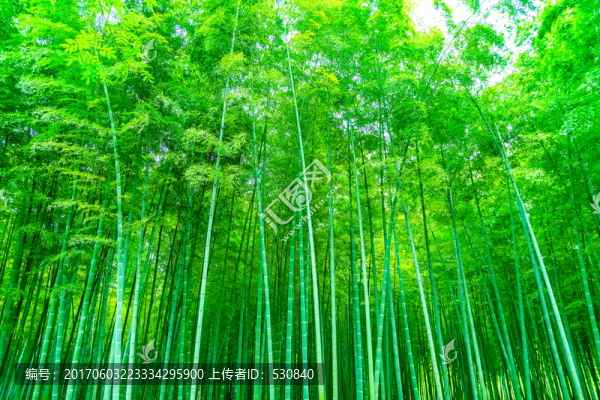 竹子,竹林,竹葉