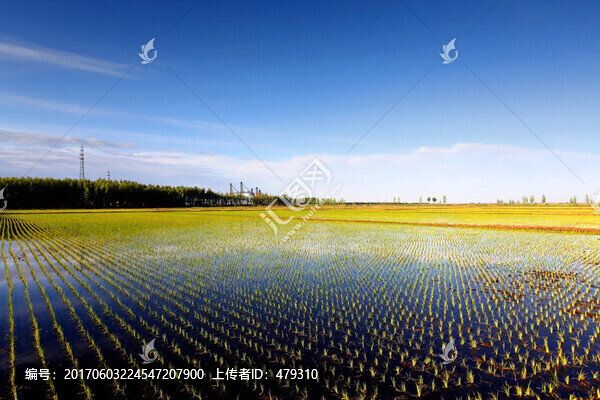 稻田,禾苗,水稻,水稻田