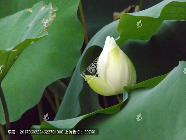 含苞待放的荷花