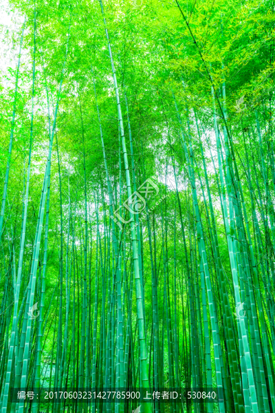 竹子,竹林,竹葉