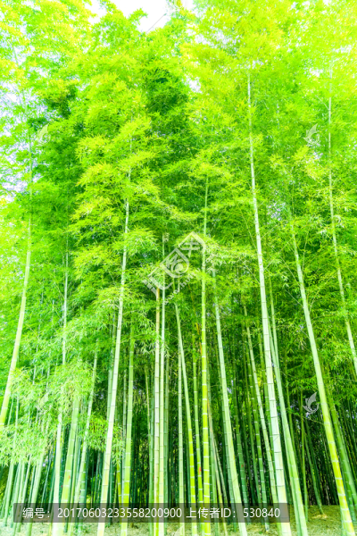 竹子,竹林,竹葉