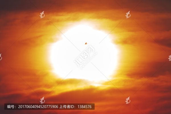 太陽鳥