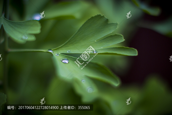花草