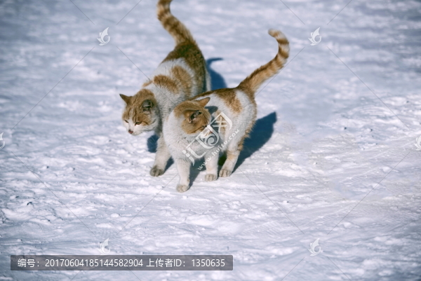 雪中小貓
