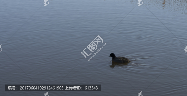 格里芬湖中的水禽