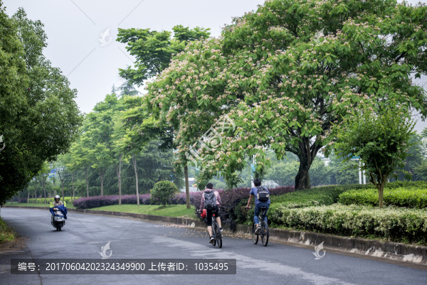 合歡花