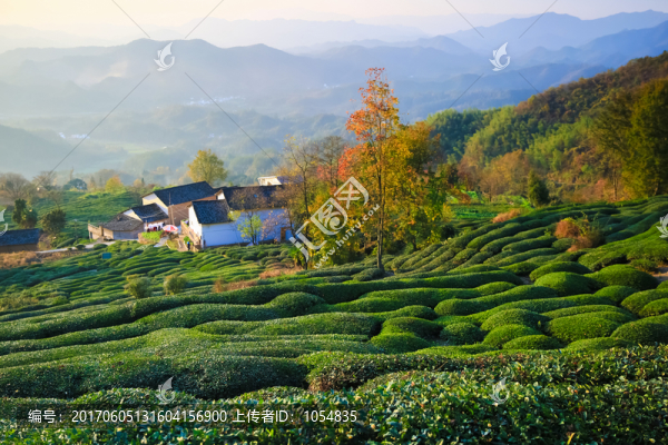 徽州茶園文化,茶園高清大圖