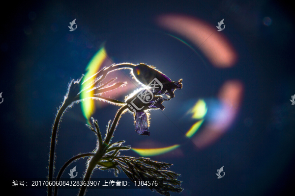 白頭翁花
