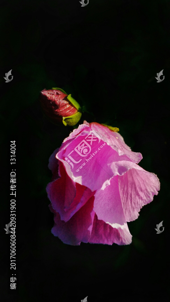 黑暗中的花