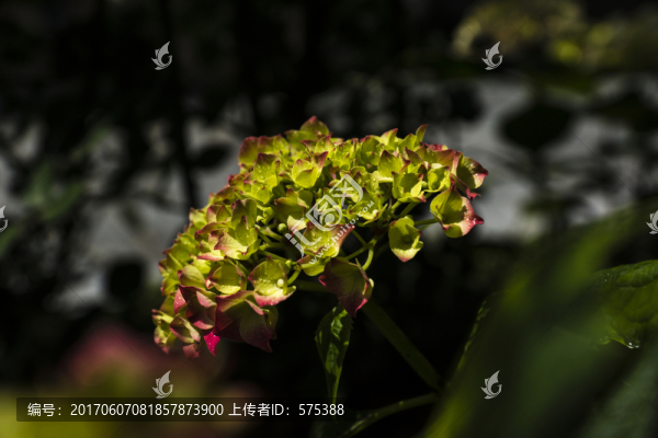 繡球花