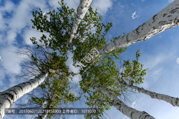 白樺樹仰拍