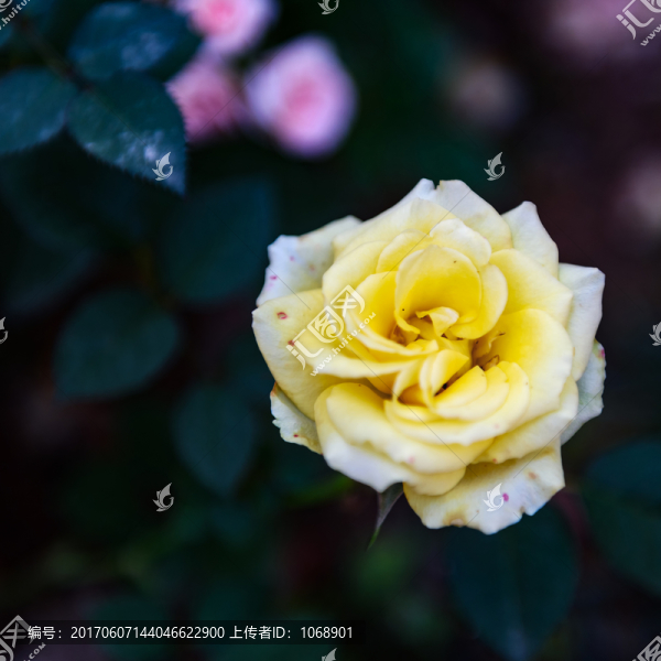 月季花