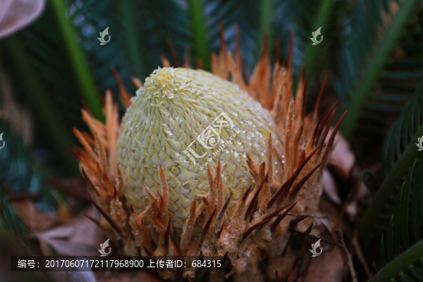 鐵樹,花蕊