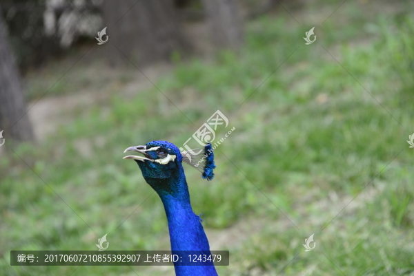 孔雀