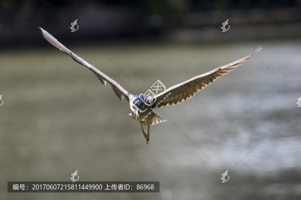 灰鷺