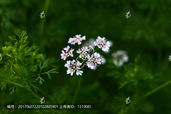 鮮花