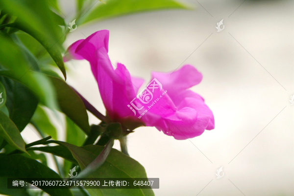 向陽花,太陽花,盆栽,幼苗,盆