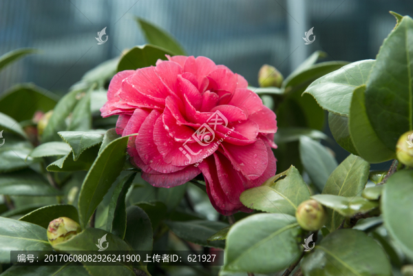 山茶花