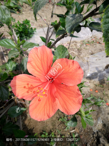 杜鵑花