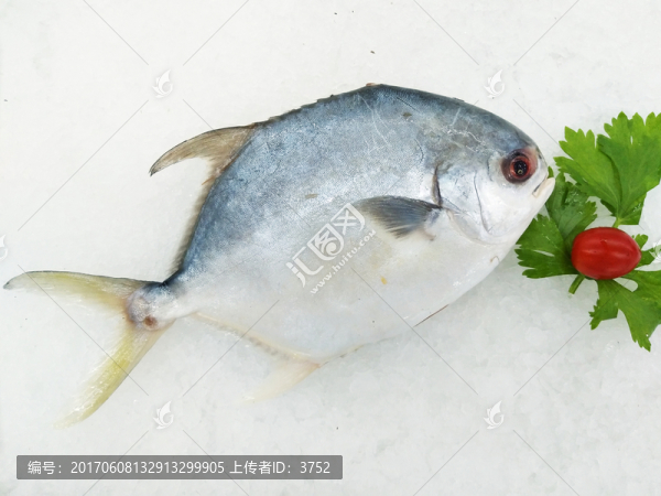 鯧魚