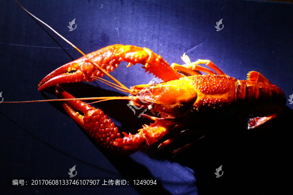 小龍蝦