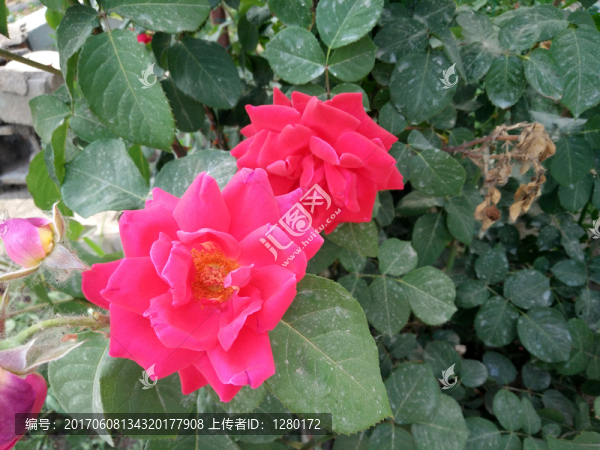 月季花