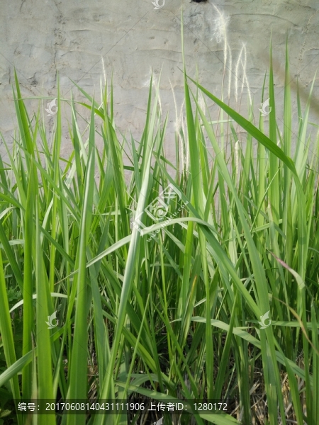 茅草,綠草,青草