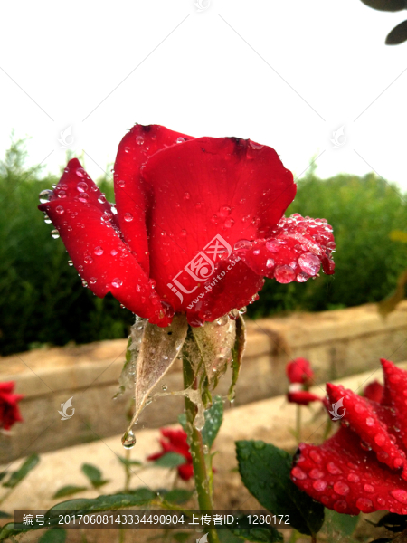 玫瑰花,火紅的玫瑰