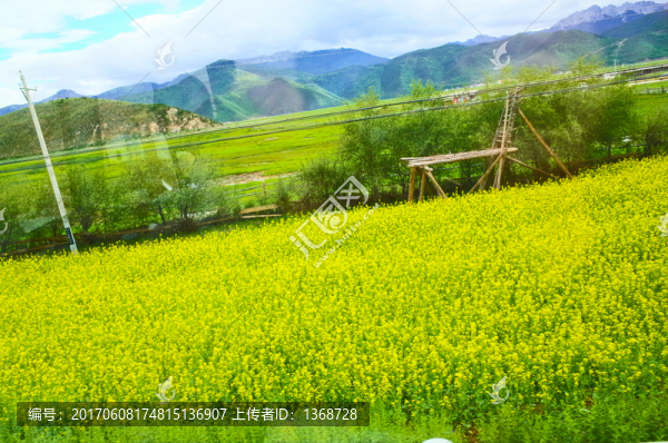 草原,油菜花