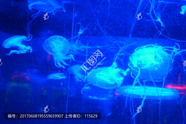 水母生物海洋藝術(shù)