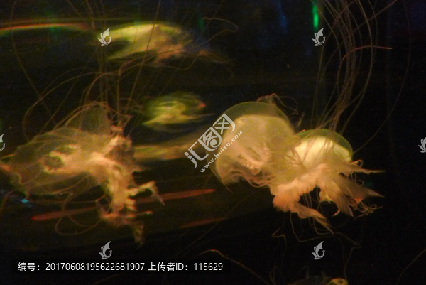 水母生物海洋藝術(shù)