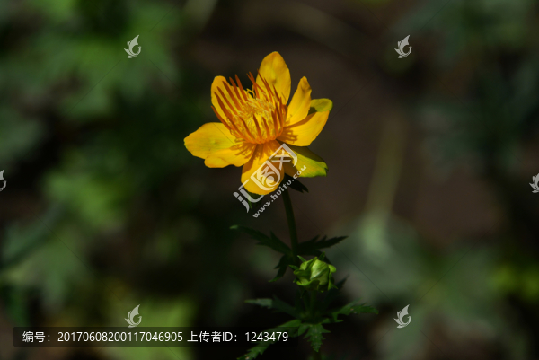 金蓮花