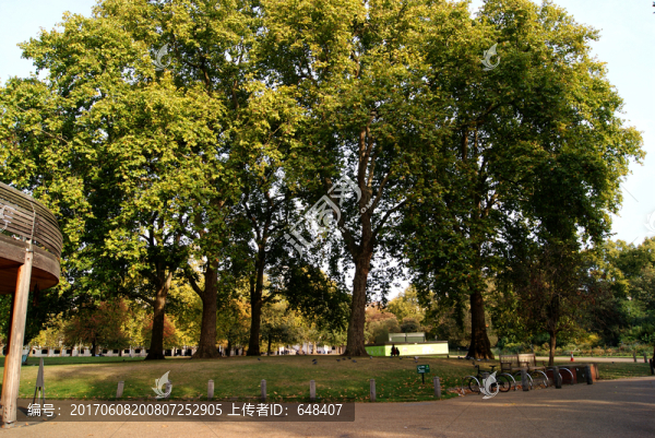 草坪,草地,公園,大樹(shù),樹(shù)林