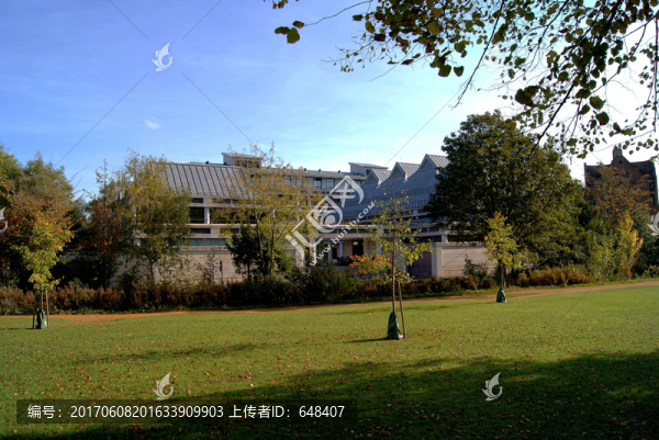 大樹,草原,草坪,草地,藍天