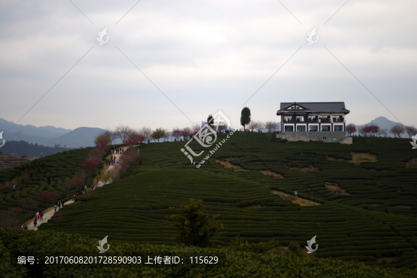 櫻花園