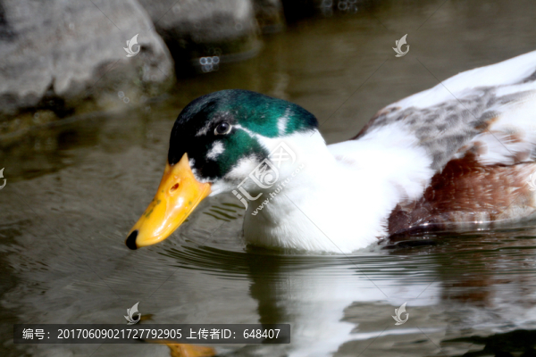 鴨,鴨子,浮水,鳧水,游水,游