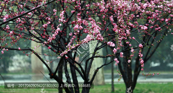 梅花