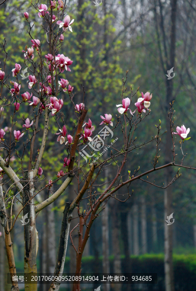 玉蘭花