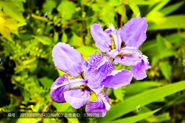 鳶尾花