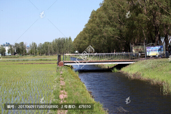 水稻,水,水渠,禾苗