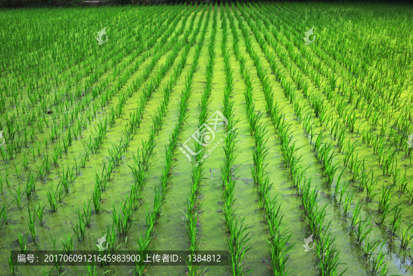 稻田