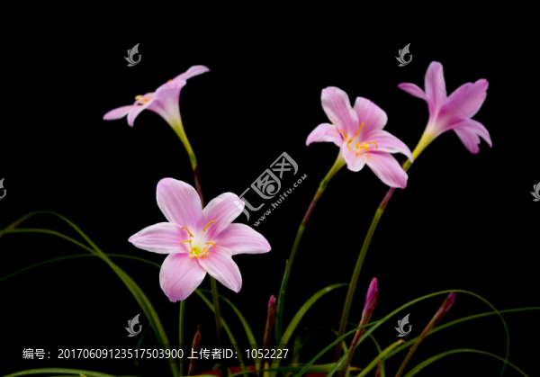 蘭花