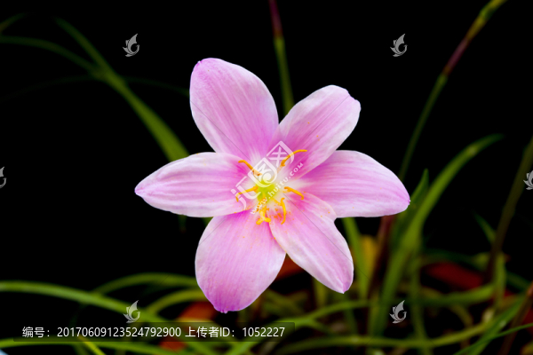 蘭花