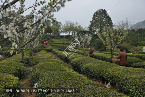 茶園0088042