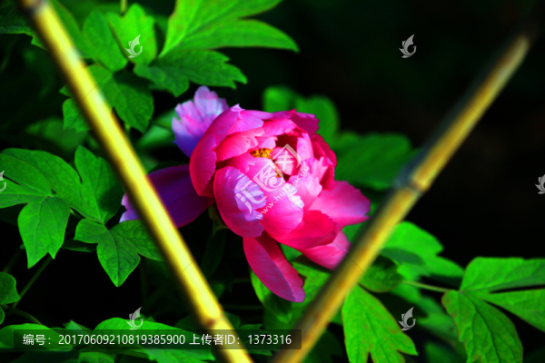 牡丹花開