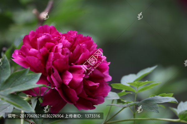 牡丹花開