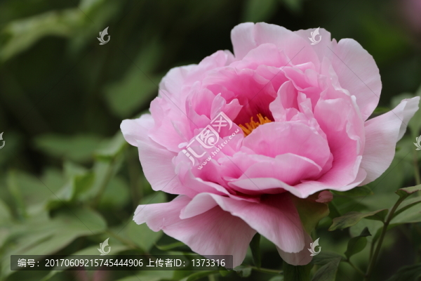 牡丹花開