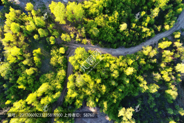 綠色樹林小路景觀
