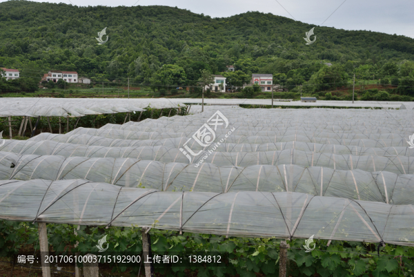 大棚0093180