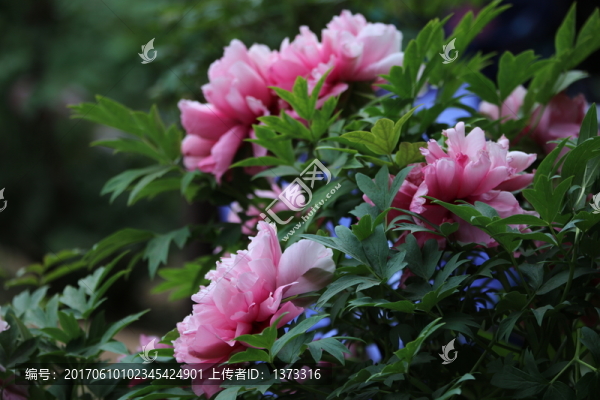 牡丹花開